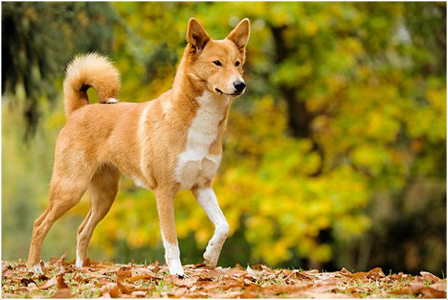 Canaan Dog Images